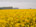 Throughout the areas we travelled in, huge fields were carpeted in beautiful yellow flowers. They were everywhere, and absolutely gorgeous! We encountered this field along a backroad on the way to Wismar.
