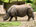 Nashorn (rhino)