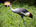 Heller Kronenkranich (Grey crowned crane)