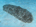 Furry sea cucumber (<em>Astichopus multifidus</em>). This is the first sea cucumber we've seen in the Caribbean, and it continually rolled over and over in the sand. Very cool to watch.<br /><h4>Site: Turtle Farm Reef (West Bay)</h4>