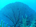 Common sea fan (<em>Gorgonia ventalina</em>)<br /><h4>Site: No Name Wall (North Wall)</h4>
