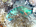 Stoplight parrotfish (<em>Sparisoma viride</em>)<br /><h4>Site: Sunset Reef (East End)</h4>