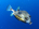 Smooth trunkfish (<em>Lactophrys triqueter</em>)<br /><h4>Site: Lighthouse Reef (West Bay)</h4>