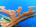 Elkhorn coral (<em>Acropora palmata</em>)<br /><h4>Site: Sir Isaacs (East End)</h4>