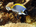 Powderblue surgeonfish (<em>Acanthurus leucosternon</em>)<h4>Site: Kudhimaa Wreck</h4>