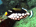 Clown triggerfish (<em>Balistoides conspicillum</em>)<h4>Site: Kudhimaa Wreck</h4>