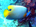 Yellow-mask angelfish (<em>Pomacanthus xanthometopon</em>)<h4>Site: Kudhimaa Wreck</h4>