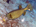 Yellow boxfish (<em>Ostracion cubicus</em>)<h4>Site: Fish Head</h4>