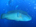 Napolean, or humphead, wrasse (<em>Cheilinus undulatus</em>) – these fish are huge, and can grow to be up to 7 1/2 feet long<h4>Site: Fish Head</h4>