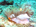 More anemonefish<h4>Site: Fish Head</h4>