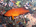 Coral grouper (<em>Cephalopholis miniata</em>)<h4>Site: Hafzaa Thila</h4>
