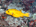 Guineafowl puffer (<em>Arothron melaegris</em>), the yellow variation<h4>Site: Ellaidhoo House Reef</h4>