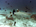 This is about the closest I was able to get to a shark on this trip (another gorgeous white tip reef shark, <em>Triaenodon obesus</em>)<h4>Site: Maaya Thila</h4>