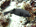 Guineafowl puffer (<em>Arothron meleagris</em>)<h4>Site: Maaya Thila</h4>