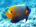 Yellow-mask angelfish (<em>Pomacanthus xanthometopon</em>)<h4>Site: Maaya Thila</h4>
